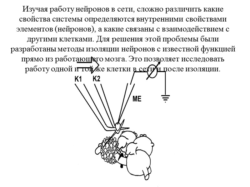 Изучая работу нейронов в сети, сложно различить какие свойства системы определяются внутренними свойствами элементов